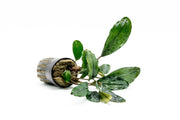 Bucephalandra Green Broad Leaf (Farmed) Bucephalandra - Buce Plant