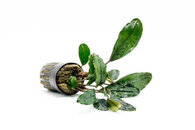 Bucephalandra Green Broad Leaf (Farmed) Bucephalandra - Buce Plant
