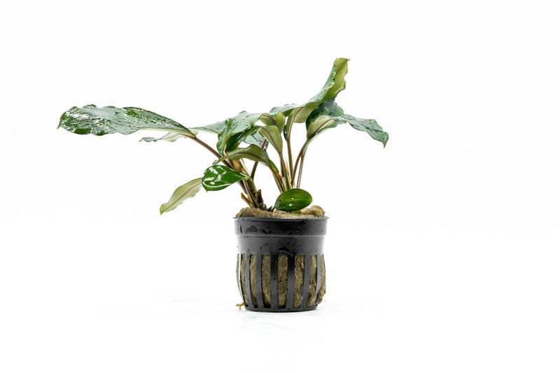 Bucephalandra Green Broad Leaf (Farmed) Bucephalandra - Buce Plant