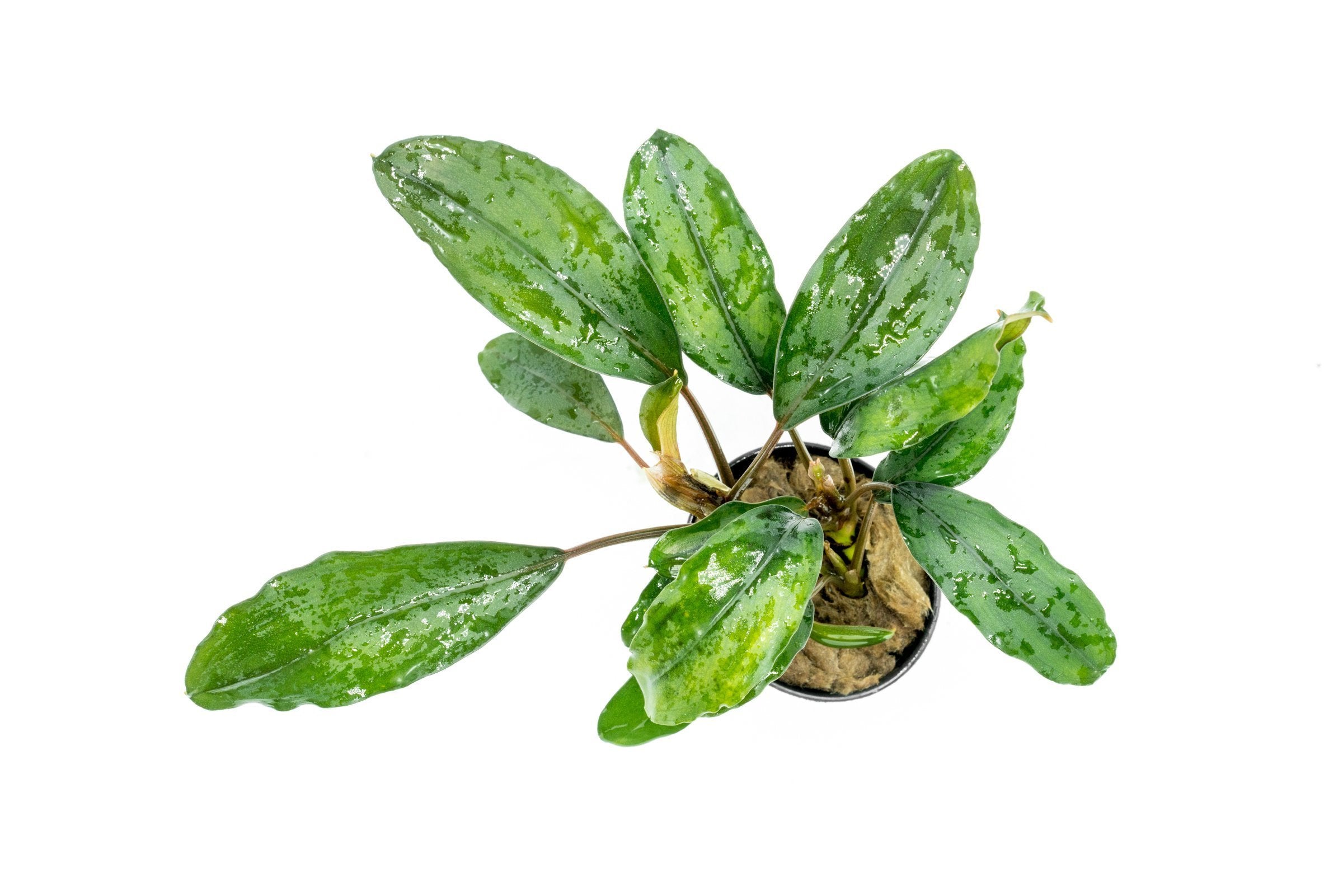 Bucephalandra Green Broad Leaf Aquarium Plant for Aquascaping