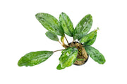 Bucephalandra Green Broad Leaf (Farmed) Bucephalandra - Buce Plant