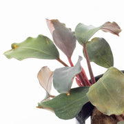 Bucephalandra Green Broad Leaf (Farmed) Bucephalandra - Buce Plant