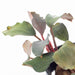 Bucephalandra Green Broad Leaf (Farmed)
