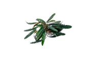 Bucephalandra Green Godzilla Bucephalandra - Buce Plant