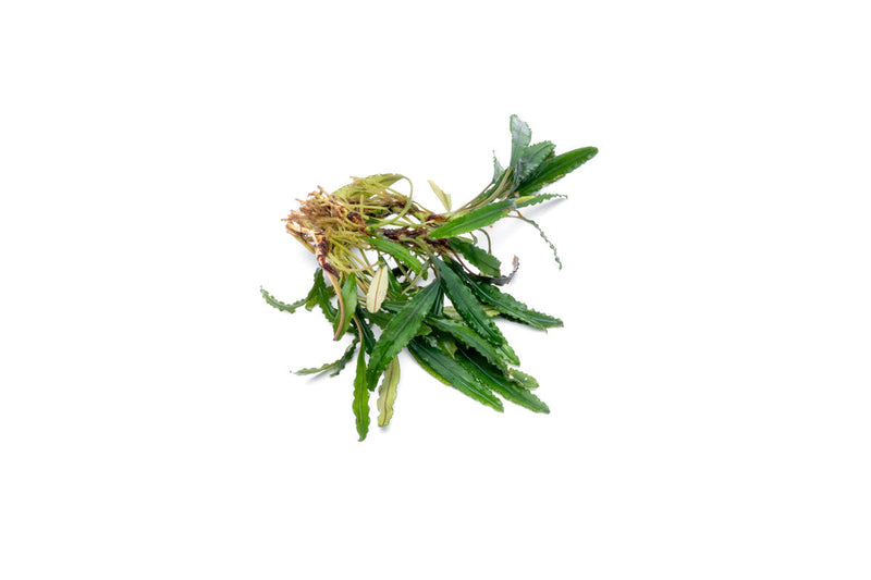 Bucephalandra Green Godzilla Bucephalandra - Buce Plant