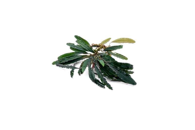 Bucephalandra Green Godzilla Bucephalandra - Buce Plant