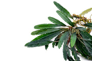 Bucephalandra Green Godzilla Bucephalandra - Buce Plant