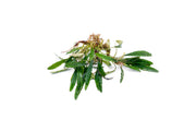 Bucephalandra Green Godzilla Bucephalandra - Buce Plant