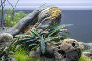 Bucephalandra Green Godzilla Bucephalandra - Buce Plant