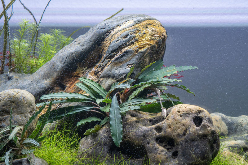 Bucephalandra Green Godzilla Bucephalandra - Buce Plant