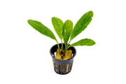 Bucephalandra Green Skeleton King / Green Achilles Bucephalandra - Buce Plant