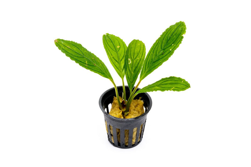 Bucephalandra Green Skeleton King / Green Achilles Bucephalandra - Buce Plant