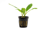 Bucephalandra Green Skeleton King / Green Achilles Bucephalandra - Buce Plant