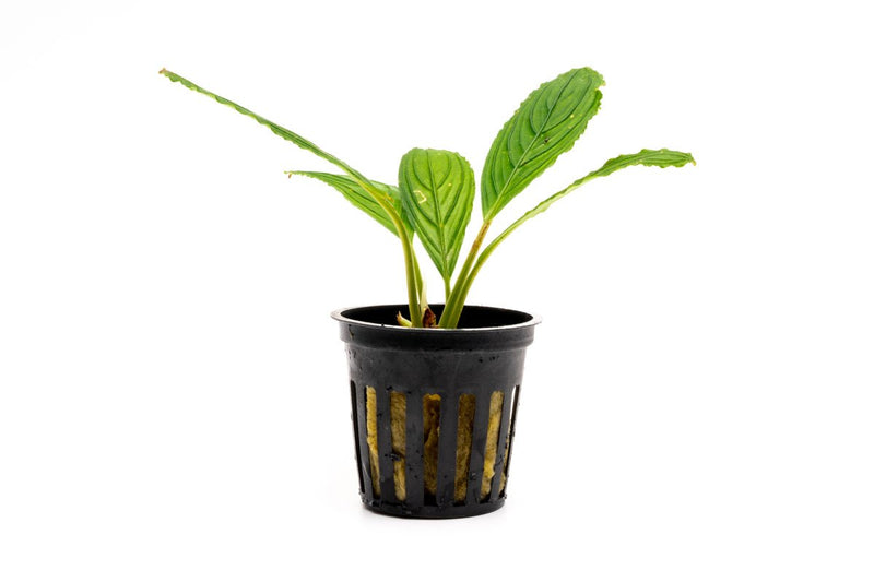 Bucephalandra Green Skeleton King / Green Achilles Bucephalandra - Buce Plant