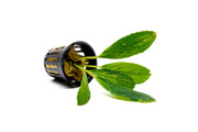 Bucephalandra Green Skeleton King / Green Achilles Bucephalandra - Buce Plant