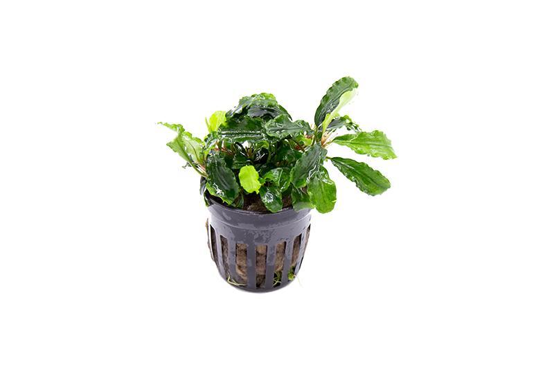 Bucephalandra Green Wavy Pot (Farmed) Bucephalandra - Buce Plant