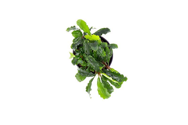 Bucephalandra Green Wavy Pot (Farmed) Bucephalandra - Buce Plant