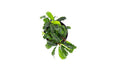 Bucephalandra Green Wavy (farmed) - Buce Plant