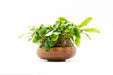 Bucephalandra Green Wavy on Bowl (Farmed) - BucePlant.com