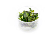 Healthy Bucephalandra Green Wavy tissue culture plant, aquatic plant by ASA, with vibrant green, wavy leaves for freshwater aquariums.