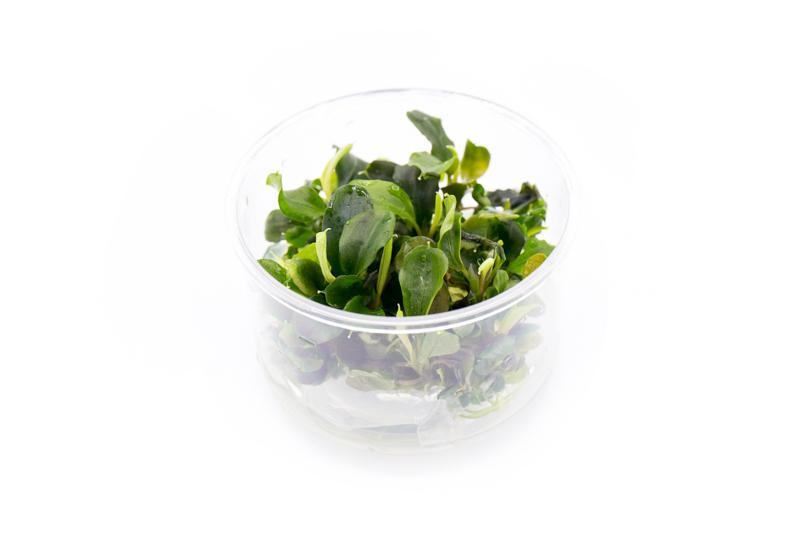 Healthy Bucephalandra Green Wavy tissue culture plant, aquatic plant by ASA, with vibrant green, wavy leaves for freshwater aquariums.