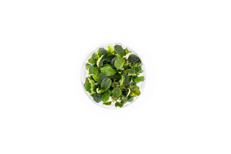 Green Bucephalandra aquatic plant with wavy leaves in tissue culture, from ASA, ideal for freshwater aquarium decoration.