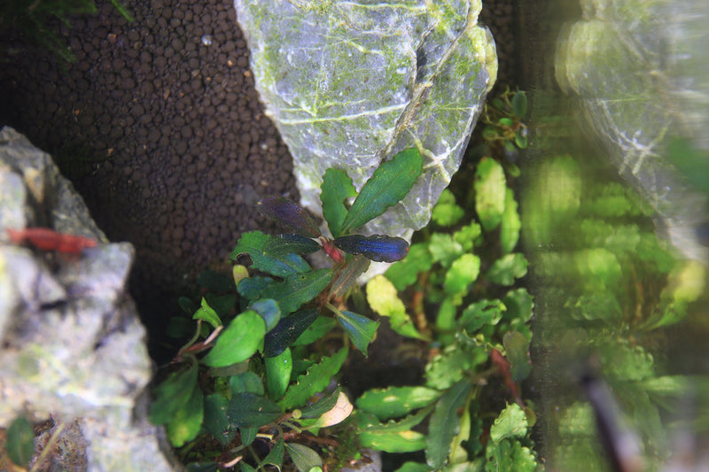 Bucephalandra Hades Bucephalandra - Buce Plant