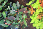 Bucephalandra Hades Bucephalandra - Buce Plant