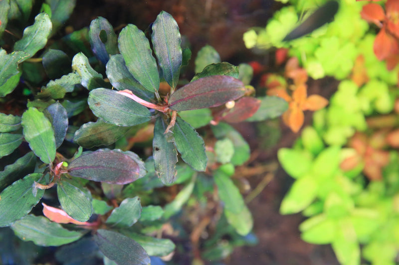 Bucephalandra Hades Bucephalandra - Buce Plant