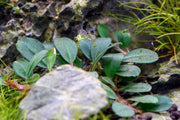 Bucephalandra Hades Bucephalandra - Buce Plant