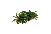 Bucephalandra Hades Bucephalandra - Buce Plant