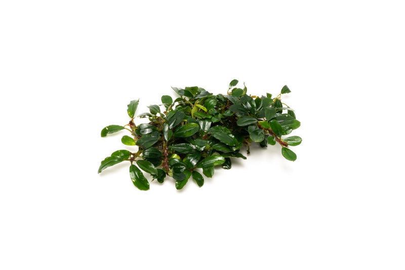 Bucephalandra Hades Bucephalandra - Buce Plant