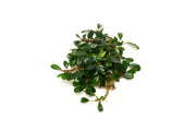 Bucephalandra Hades Bucephalandra - Buce Plant