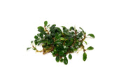 Bucephalandra Hades Bucephalandra - Buce Plant