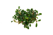 Bucephalandra Hades Bucephalandra - Buce Plant