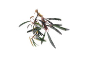 Bucephalandra Kayu Lapis Aquatic Plant - Buce Plant