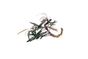 Bucephalandra Kayu Lapis Aquatic Plant - Buce Plant
