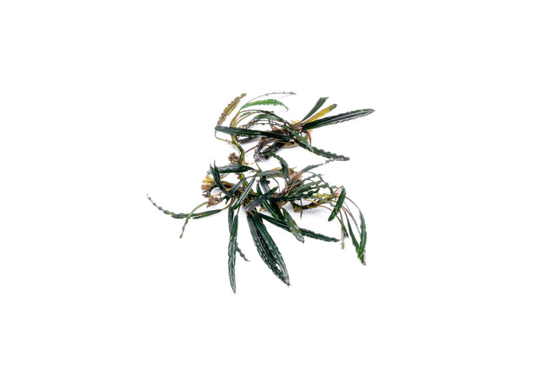 Bucephalandra Kayu Lapis Aquatic Plant - Buce Plant