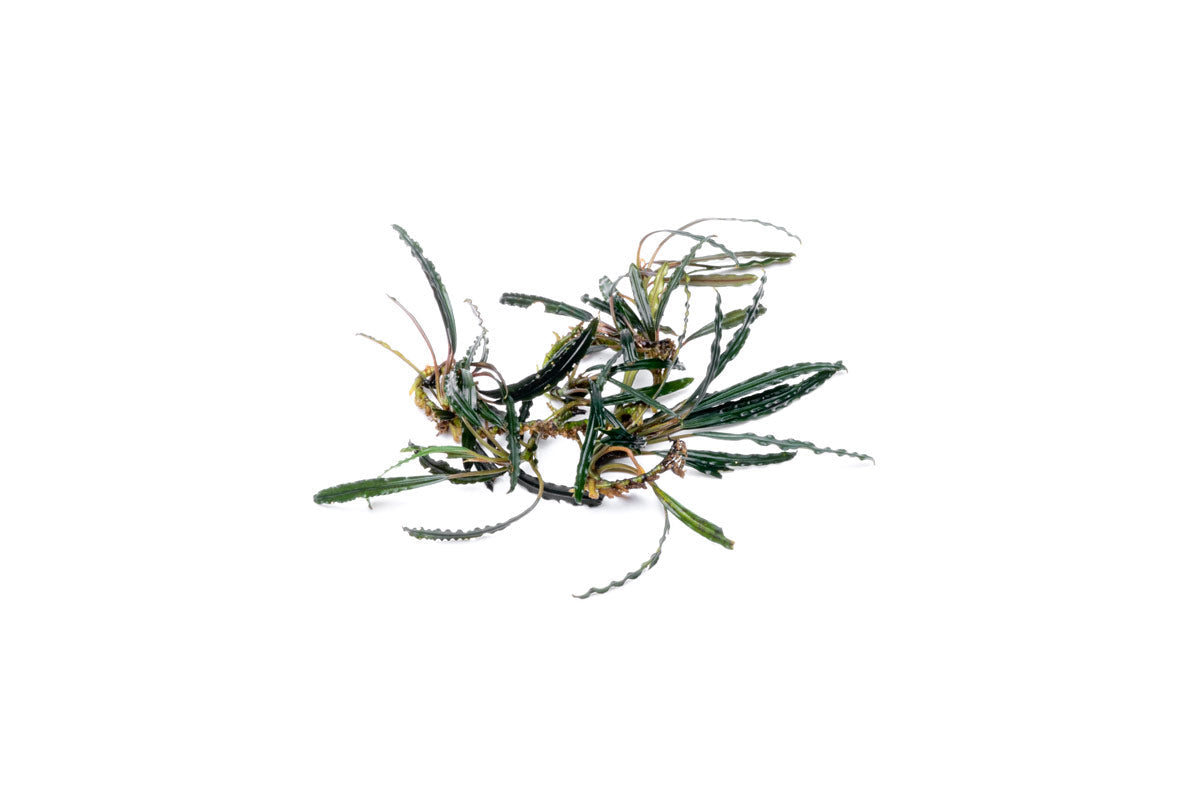 Bucephalandra Kayu Lapis - Aquarium Plants — Buce Plant