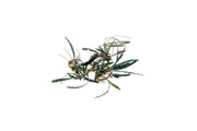 Bucephalandra Kayu Lapis Aquatic Plant - Buce Plant