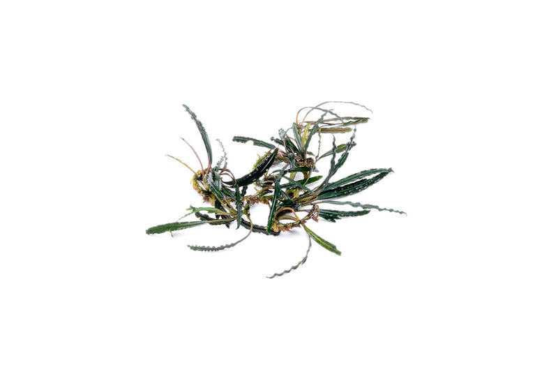 Bucephalandra Kayu Lapis Aquatic Plant - Buce Plant