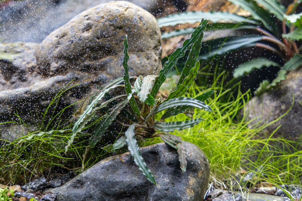 Bucephalandra Kayu Lapis | Shop Live Aquarium Plants - Buce Plant