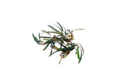 Bucephalandra Kayu Lapis Aquatic Plant - Buce Plant