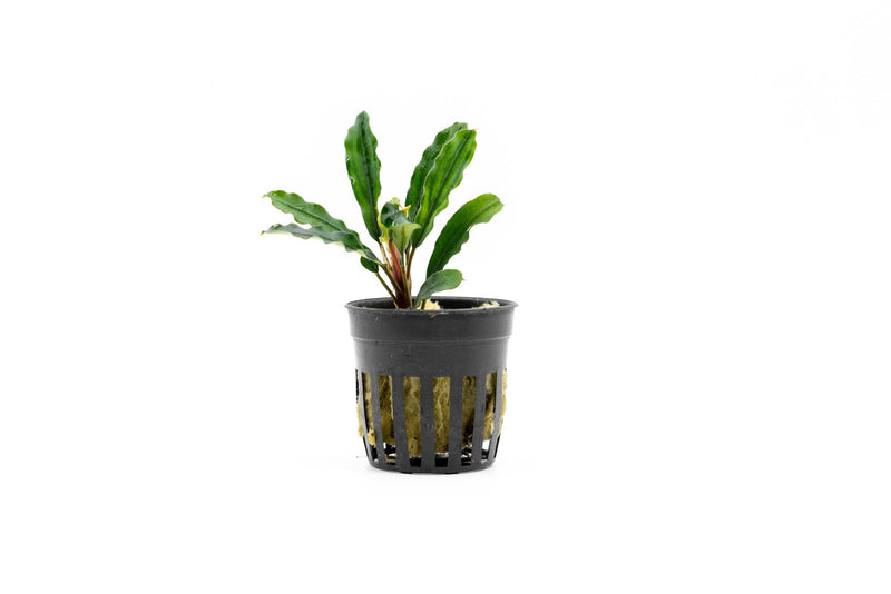 Bucephalandra Kedagang Green Long (Farmed) Aquatic Plant - Buce Plant