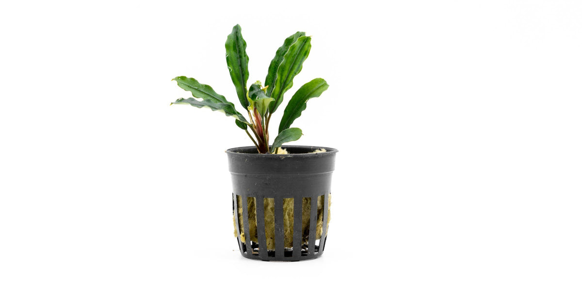 水草 BUCEPHALANDRA sp. Kedukul Bucephalandra Kedagang Green Long - Aquascaping Plant — Buce Plant