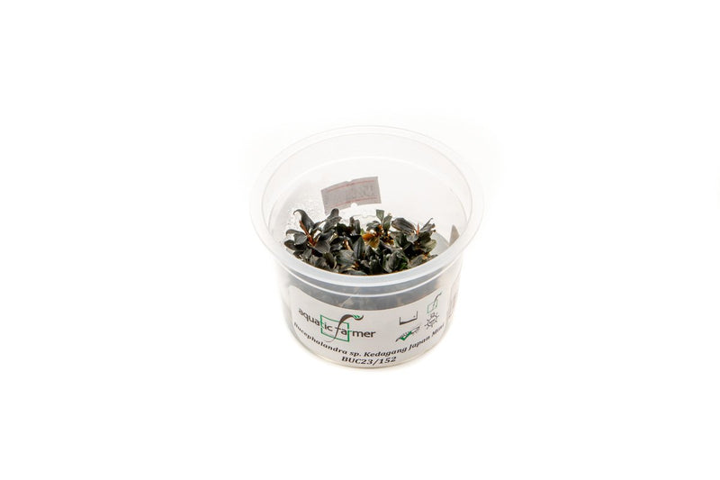 Bucephalandra Kedagang Japan Aquatic Farmer Tissue Culture Aquatic Plant - Buce Plant