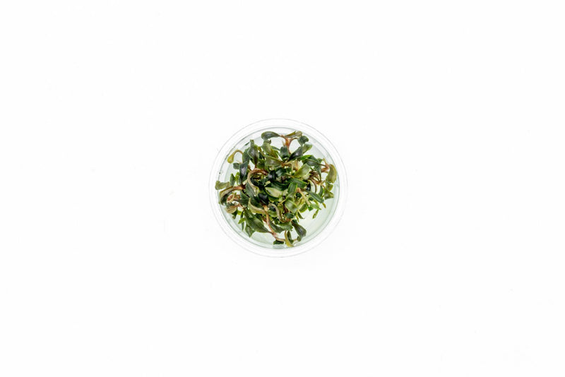 Bucephalandra Kedagang UNS Tissue Culture Aquatic Plant - Buce Plant