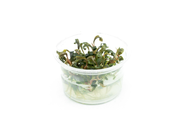 Bucephalandra Kedagang UNS Tissue Culture Aquatic Plant - Buce Plant