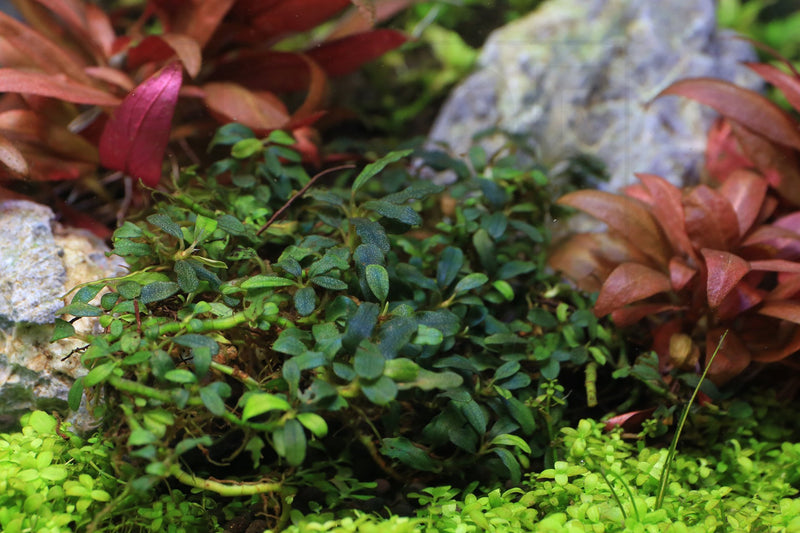 Bucephalandra Kedagang Mini Bucephalandra - Buce Plant