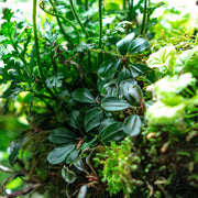 Bucephalandra Kedagang Round Pot Aquatic Plant - Buce Plant